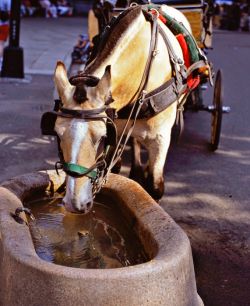 horsewater